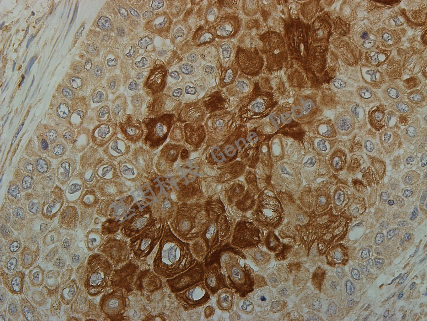 1625742247517792.jpg 1625742247517792.jpg