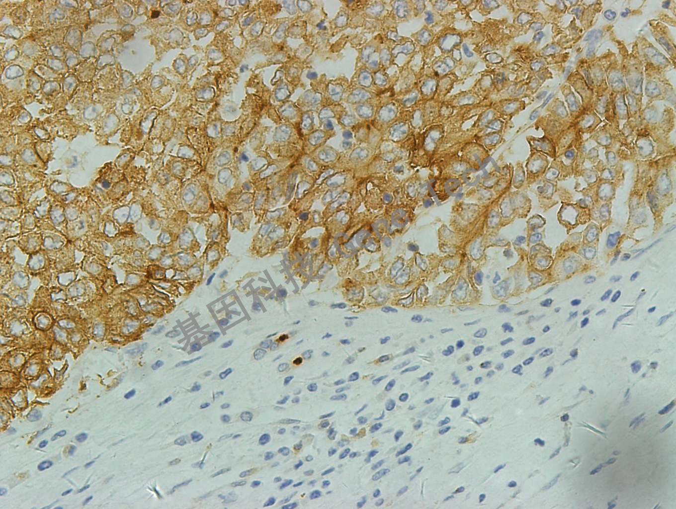 1682217766172961.jpg 1682217766172961.jpg