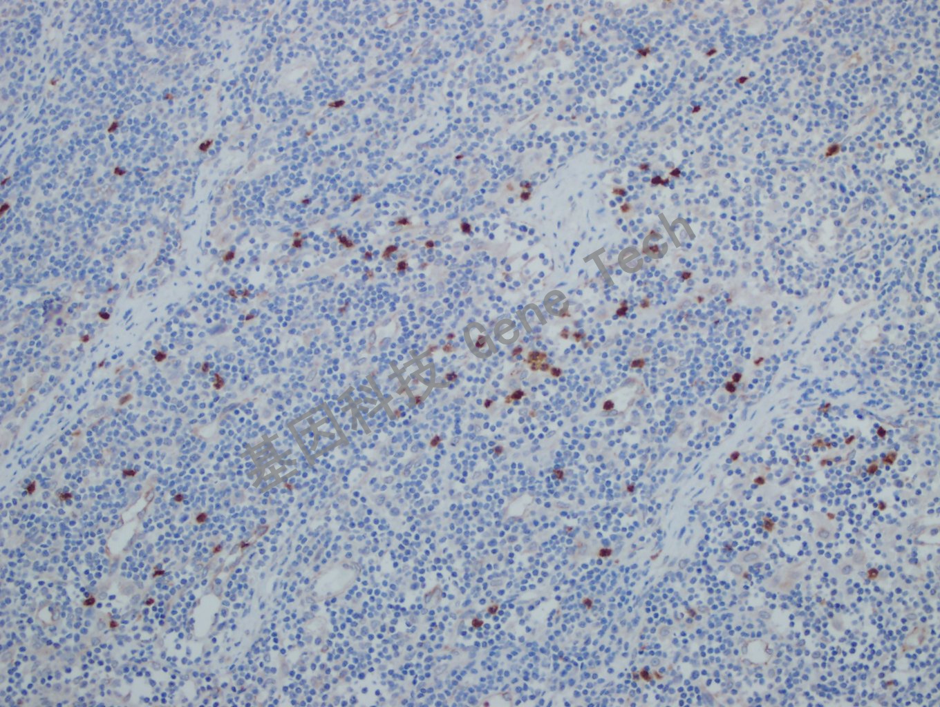 1682219136155480.jpg 1682219136155480.jpg