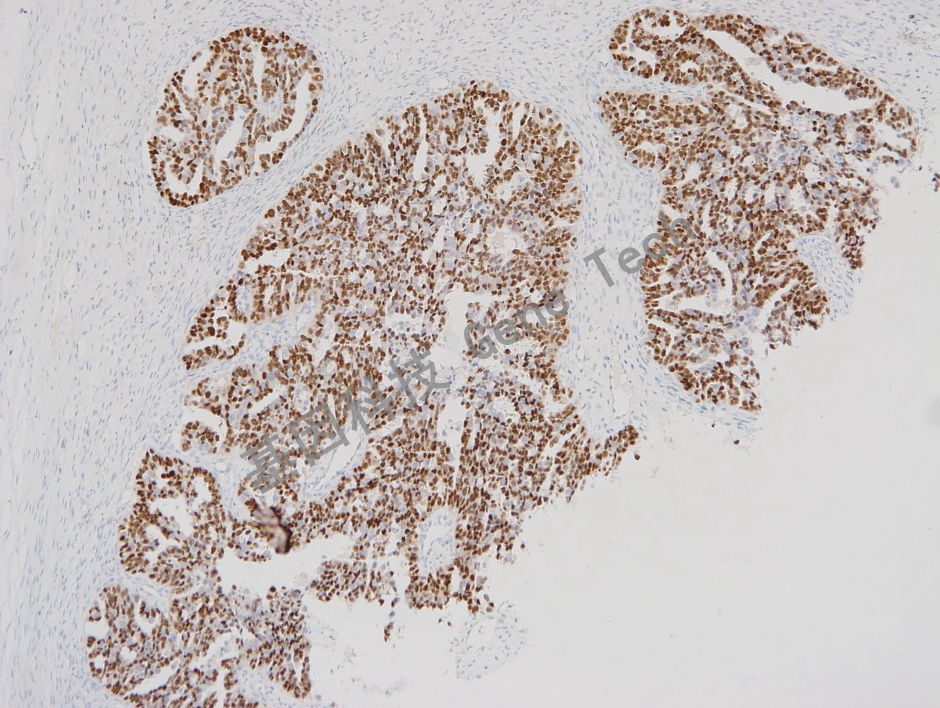 1682665983181438.jpg 1682665983181438.jpg