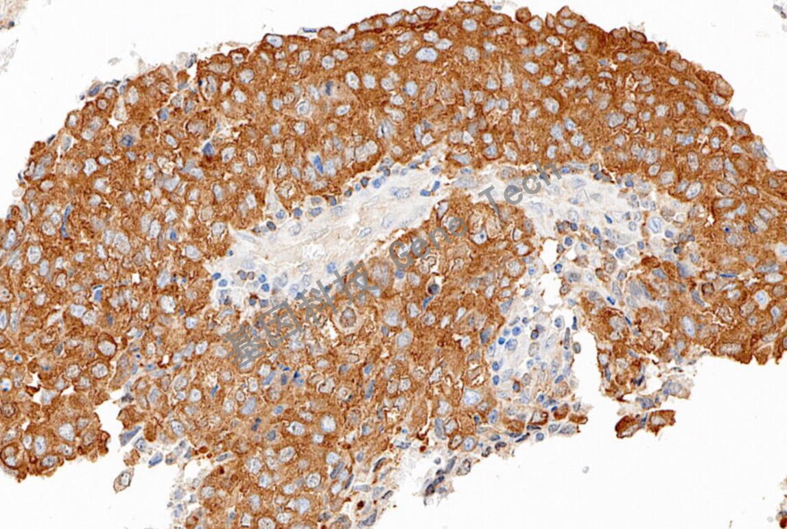 1683453108875416.jpg 1683453108875416.jpg