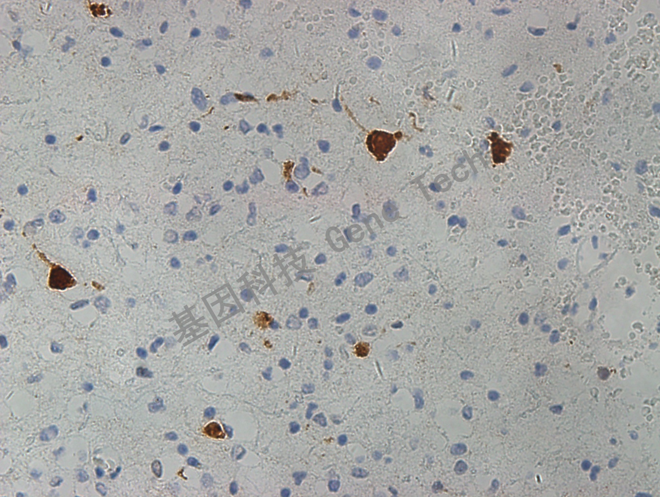 1683465154191839.jpg 1683465154191839.jpg