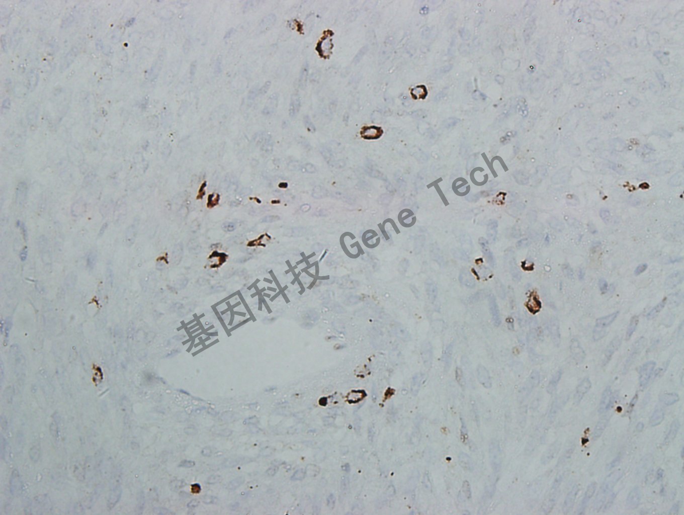 1683695003460446.jpg 1683695003460446.jpg