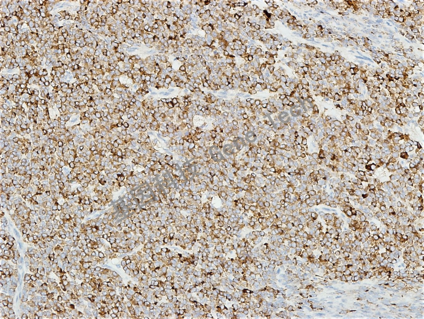 1684032986132984.jpg 1684032986132984.jpg