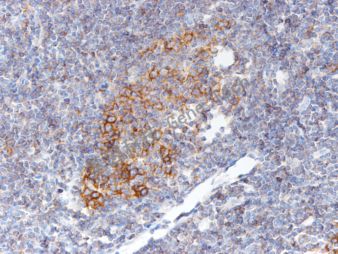 1684204897576049.jpg 1684204897576049.jpg